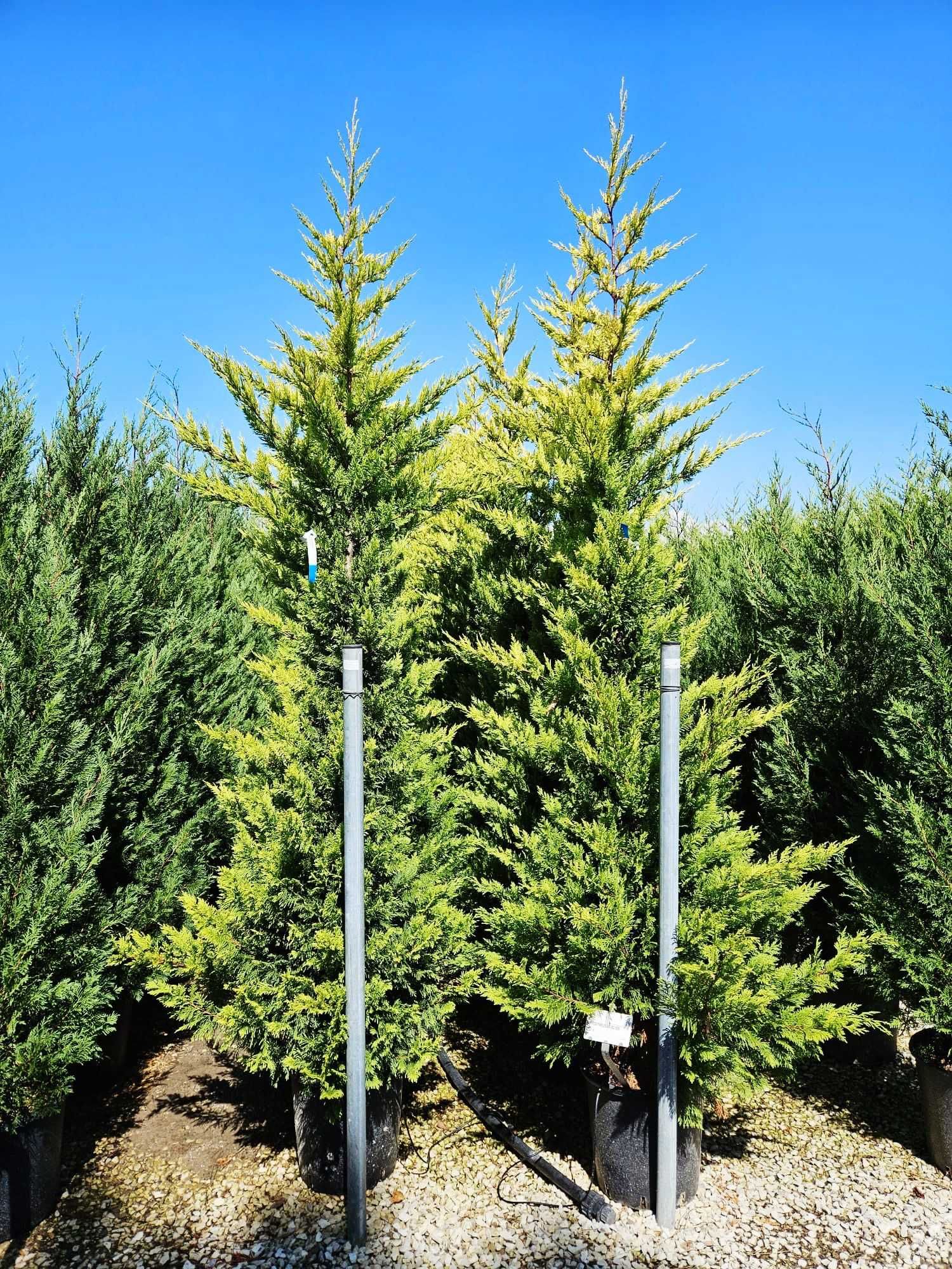 Leylandii cupressocyparis 2.70-3m