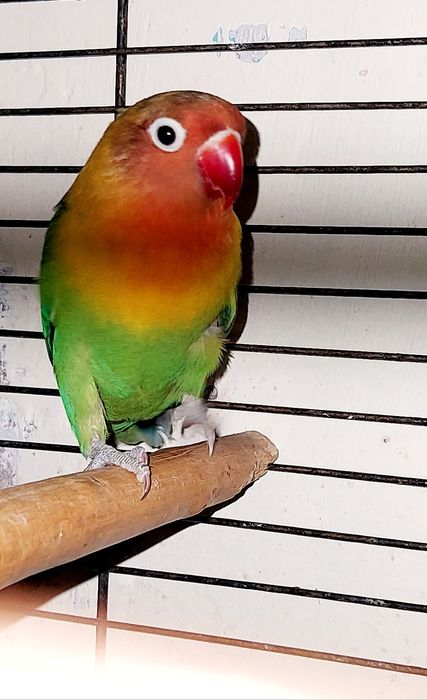 Неразлучники продам 23.000 окончательно!Срочно