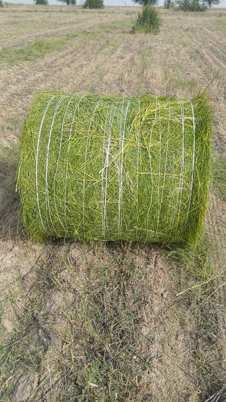 Продам сено, люцерна