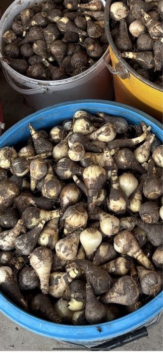 Bulbi de narcise 50 lei kg