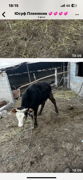 Продам срочно телочка полторашка срочнооо