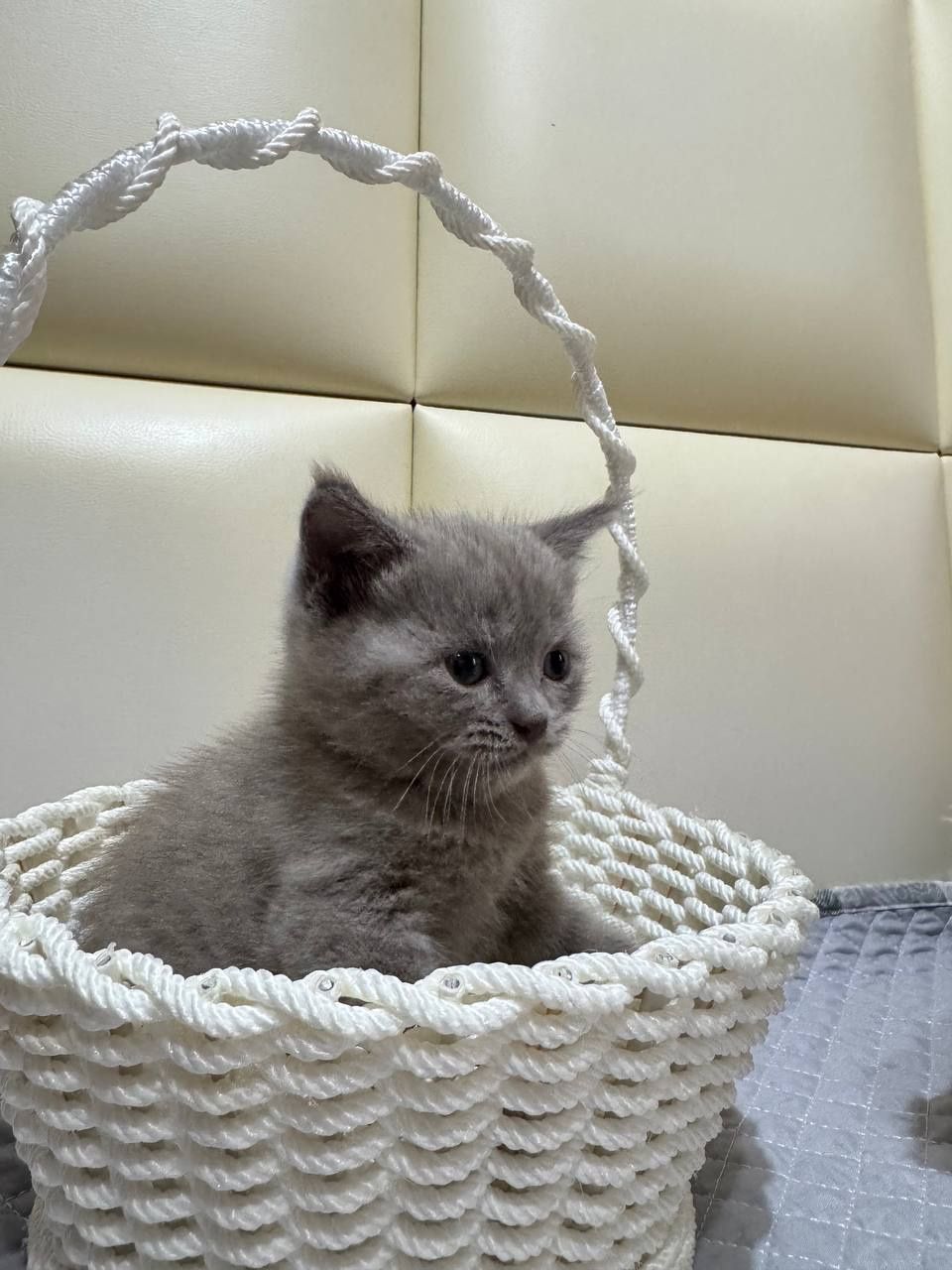 Котята от правильной вязке (договорная)