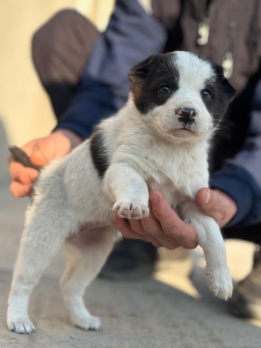 Щенок Алабая девочка (сука)