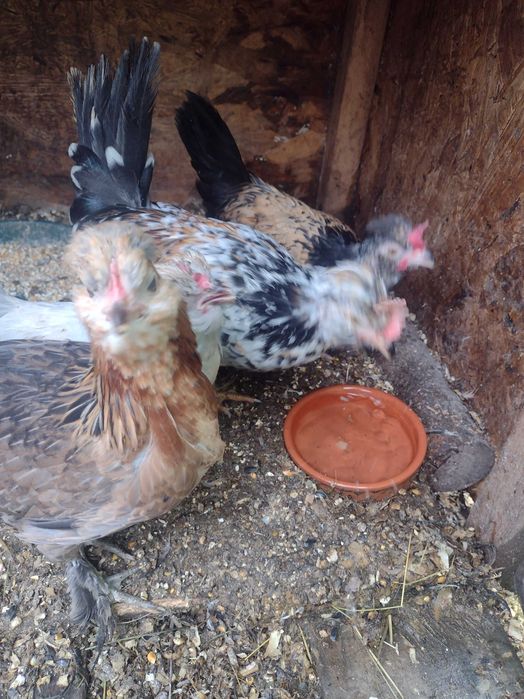 Perechi de găini pitice (pui)