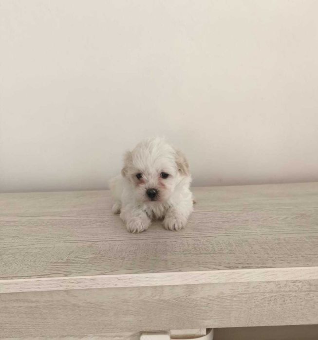 Bichon maltez talie mica