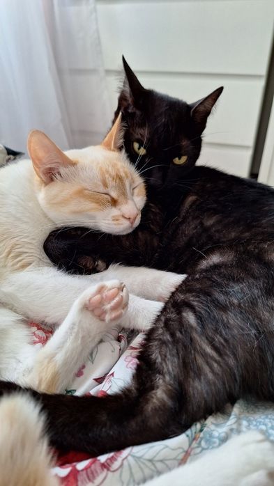 Pisici pentru adopție