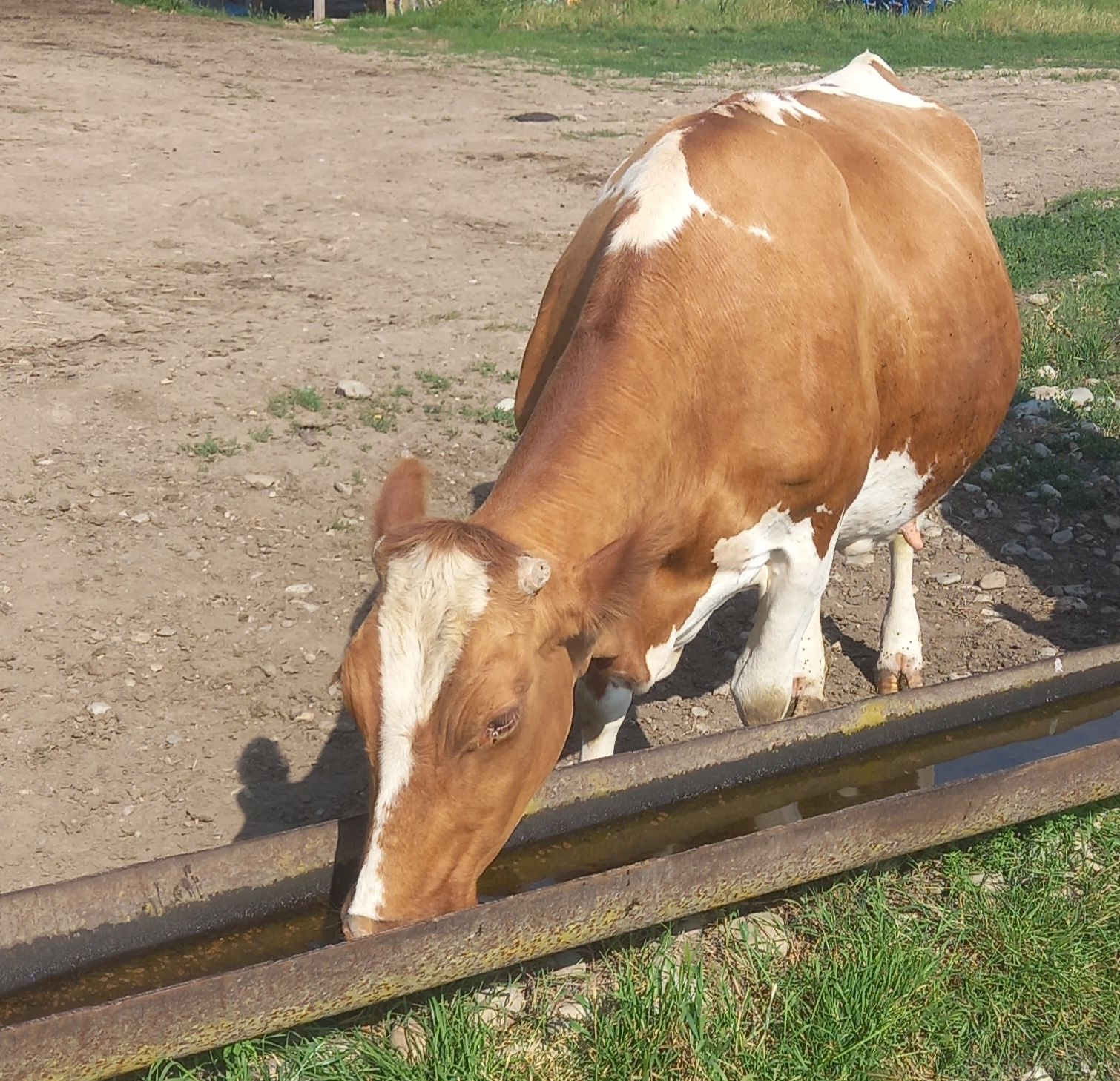 Vand vaca baltata