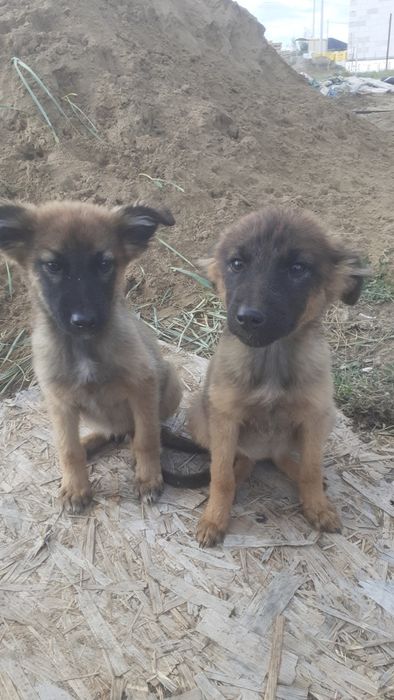 Отдам щенка кобеля в добрые руки