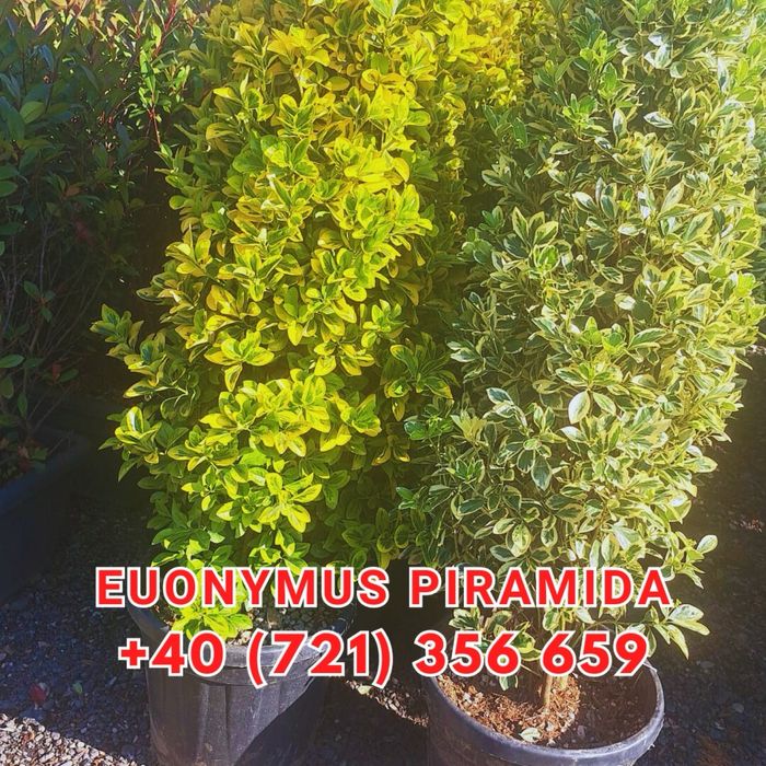 Tuia brazi maslini pom-pom spirale bosai cedru mesteacan magnoli pini