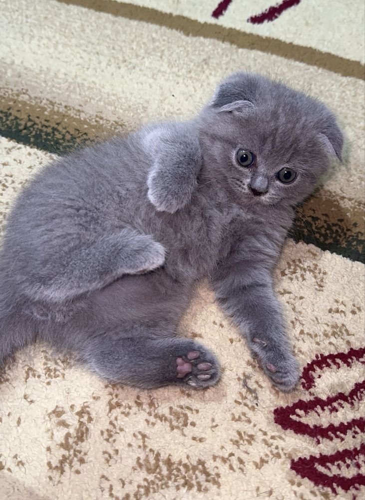 Котёнки от шистрые игрывые очень воспитыные красывые