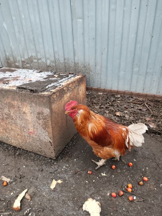 Продаю петуха домашнего