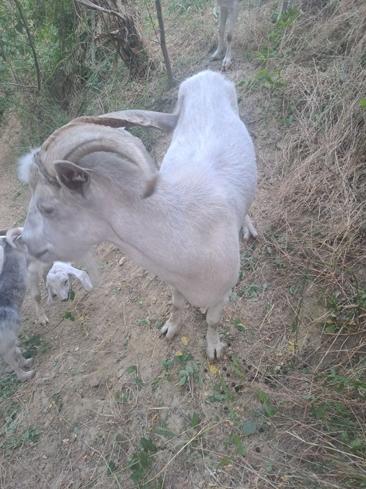 Tap castrat pentru sacrificat