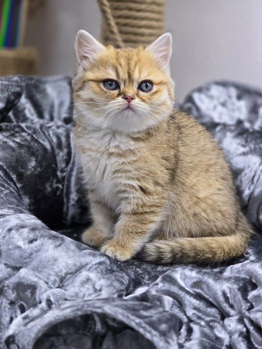 БриТашКи ОчаРоваШки