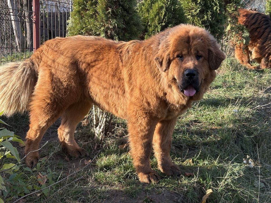 femelă Mastiff Tibetan – 11 luni
