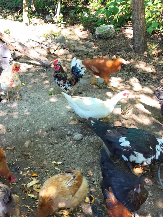 Rațe mute, găinușe