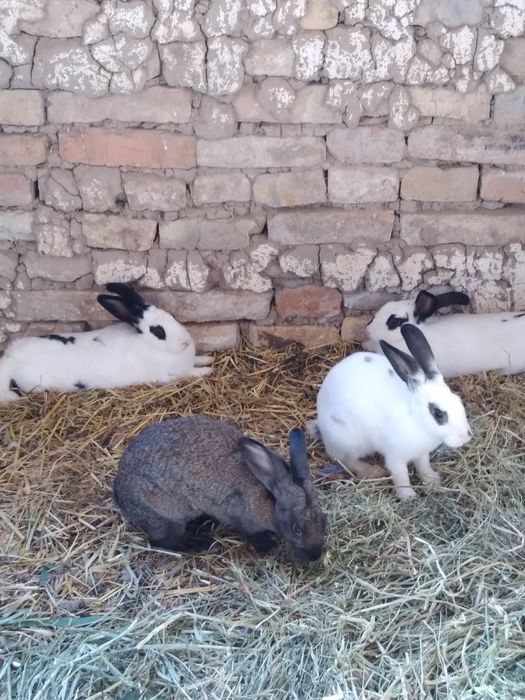 Кролики домашные