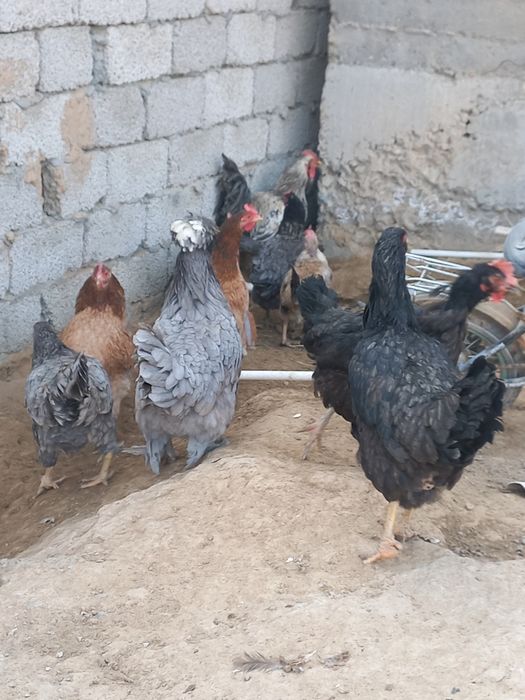 Хуроз ва товуклар сотилади.