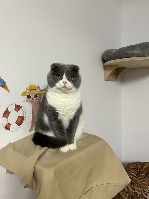 Pisicuta Scottish Fold adulta