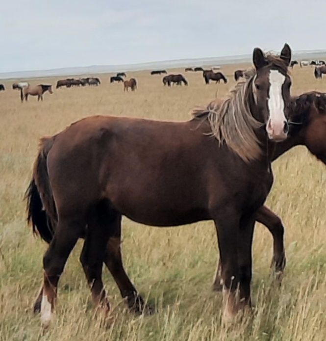 Продам лошадь (дөнен)