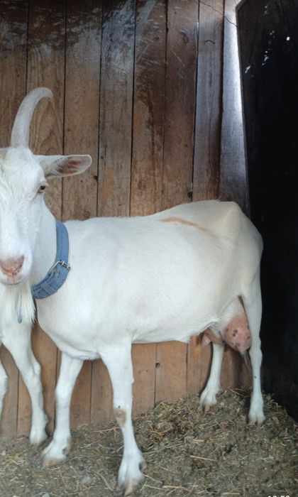 Capră Sannen 3-4litri la zi a 3 fatare 1600lei