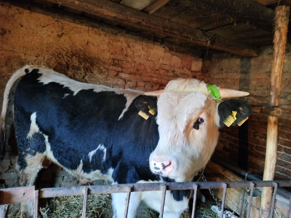 Vând taur , in vârsta de 15 luni