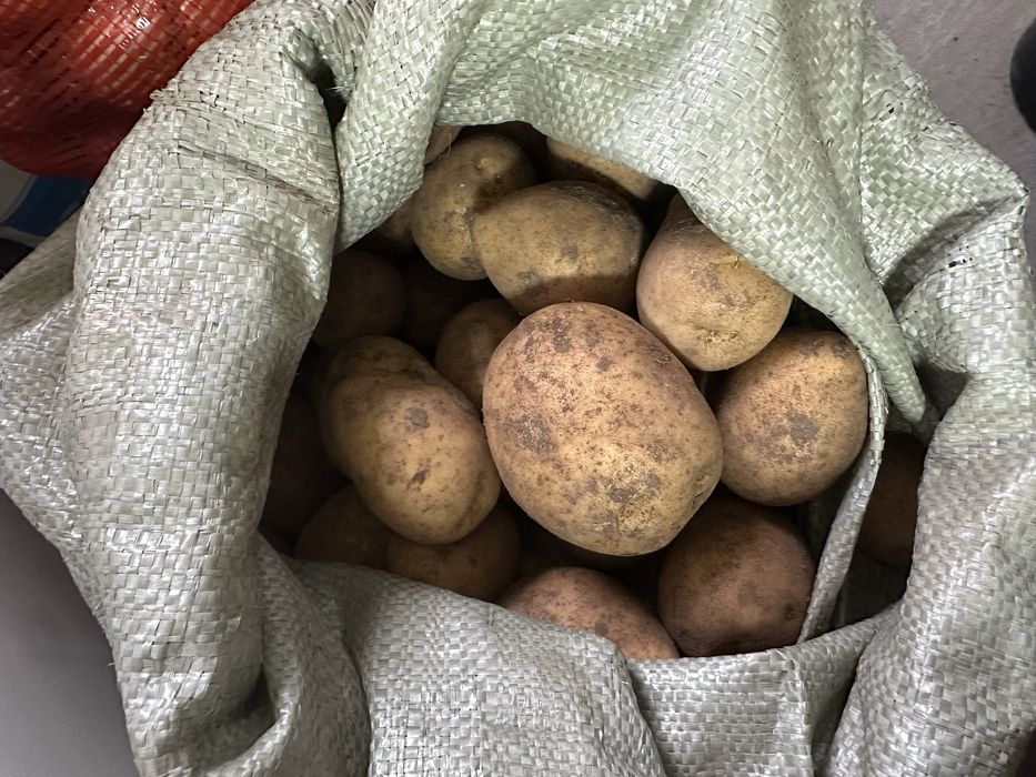 Продаю картошку