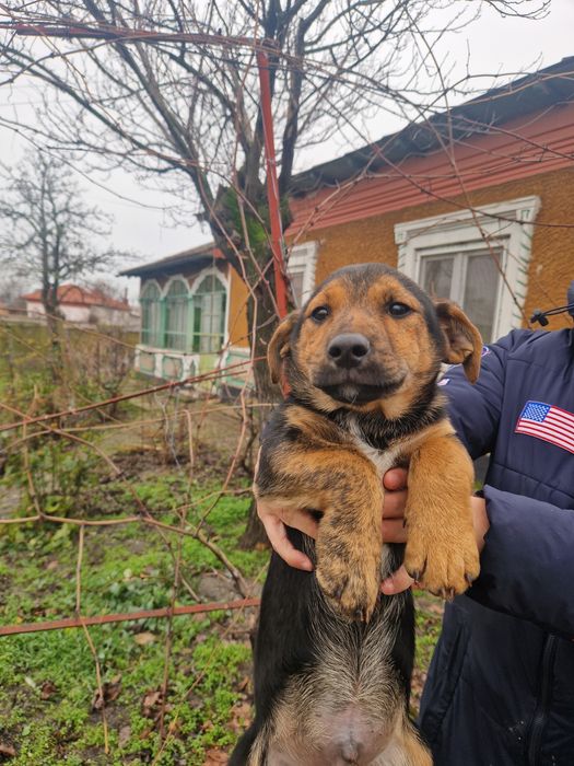 Ofer spre adopție un catelus cuminte