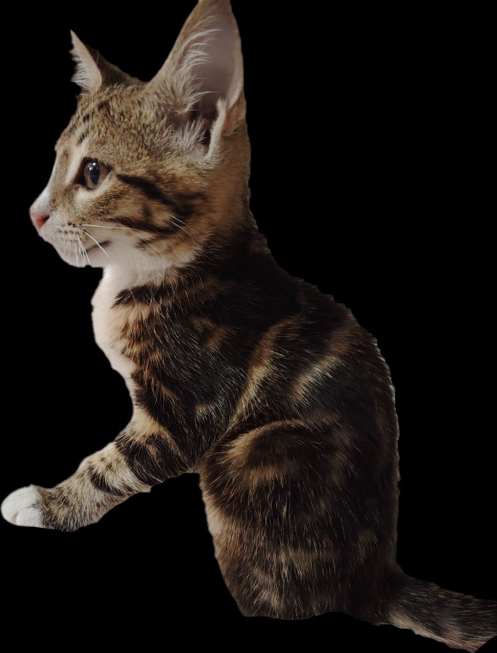 Отдам котят в хорошие руки.
