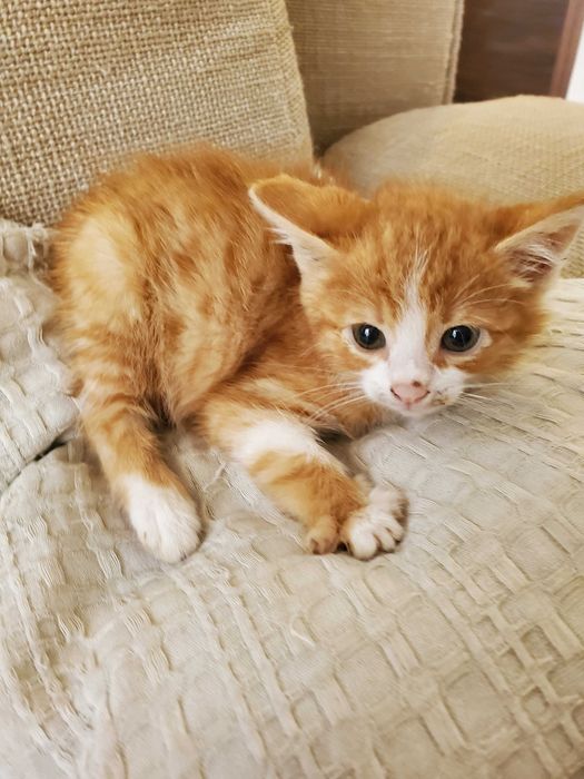 Три домашни червеникави котенца търсят дом