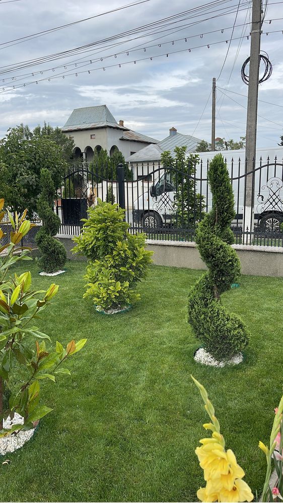 Plante Ornamentale Photinia , Laur englezesc , Leylandi , Tuia spirala