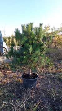 Pinus nigra Pin negru Pini pentru gradini
