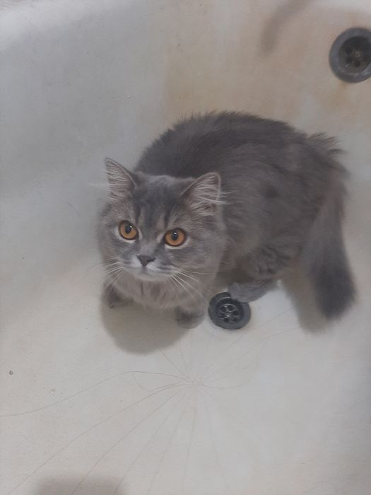 Mushuk srochna sotiladi