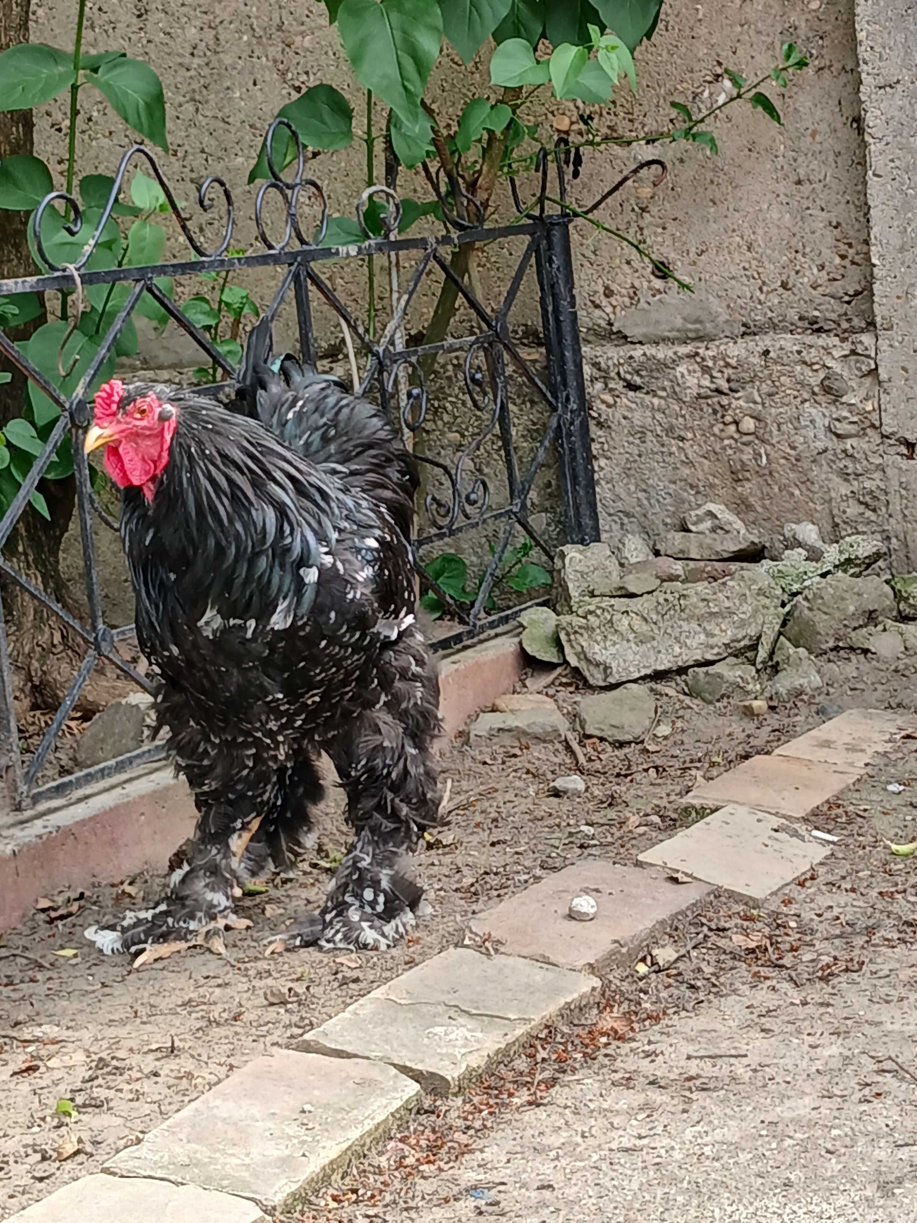 Vind familie găini brahma NEGRU BOBAT.