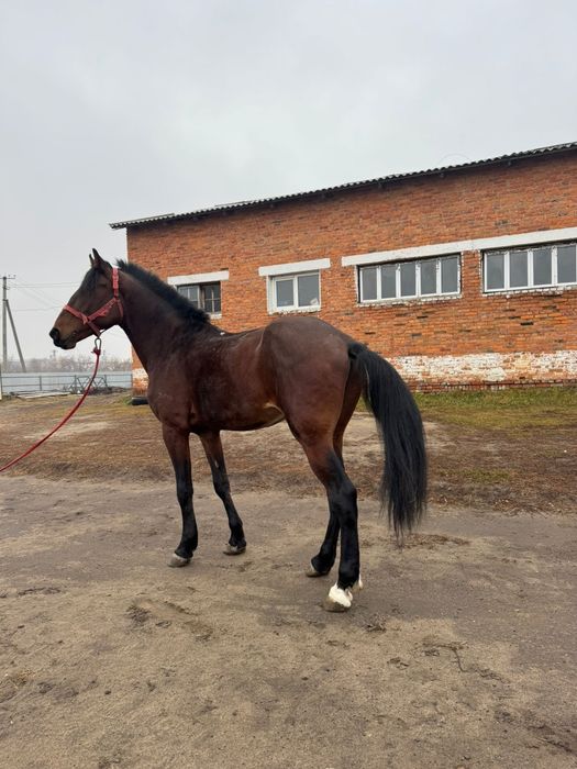 Продам жеребцов разных пород и возрастов