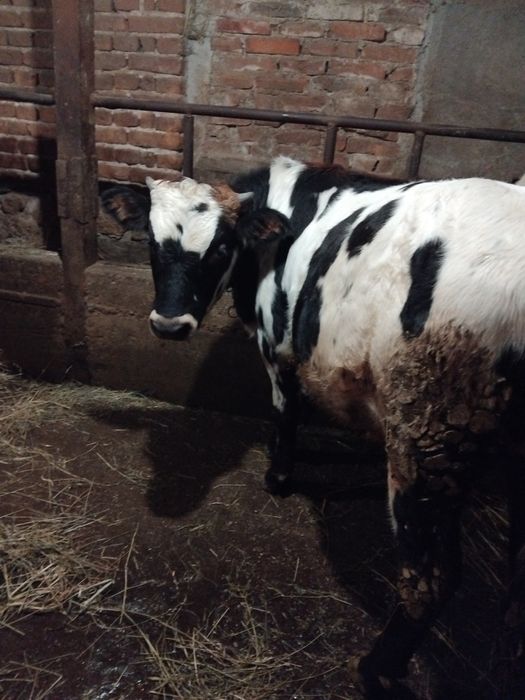 Продавам мъжко теле около 250кг