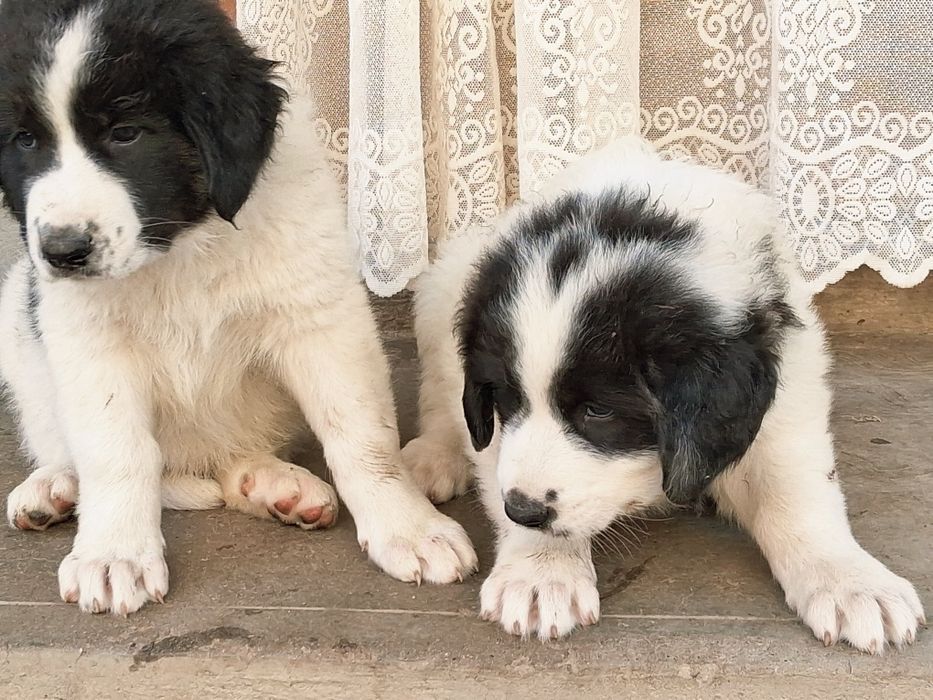 Puișori  Puișori