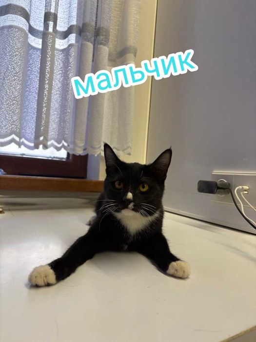 Коты и кошки в добрые руки