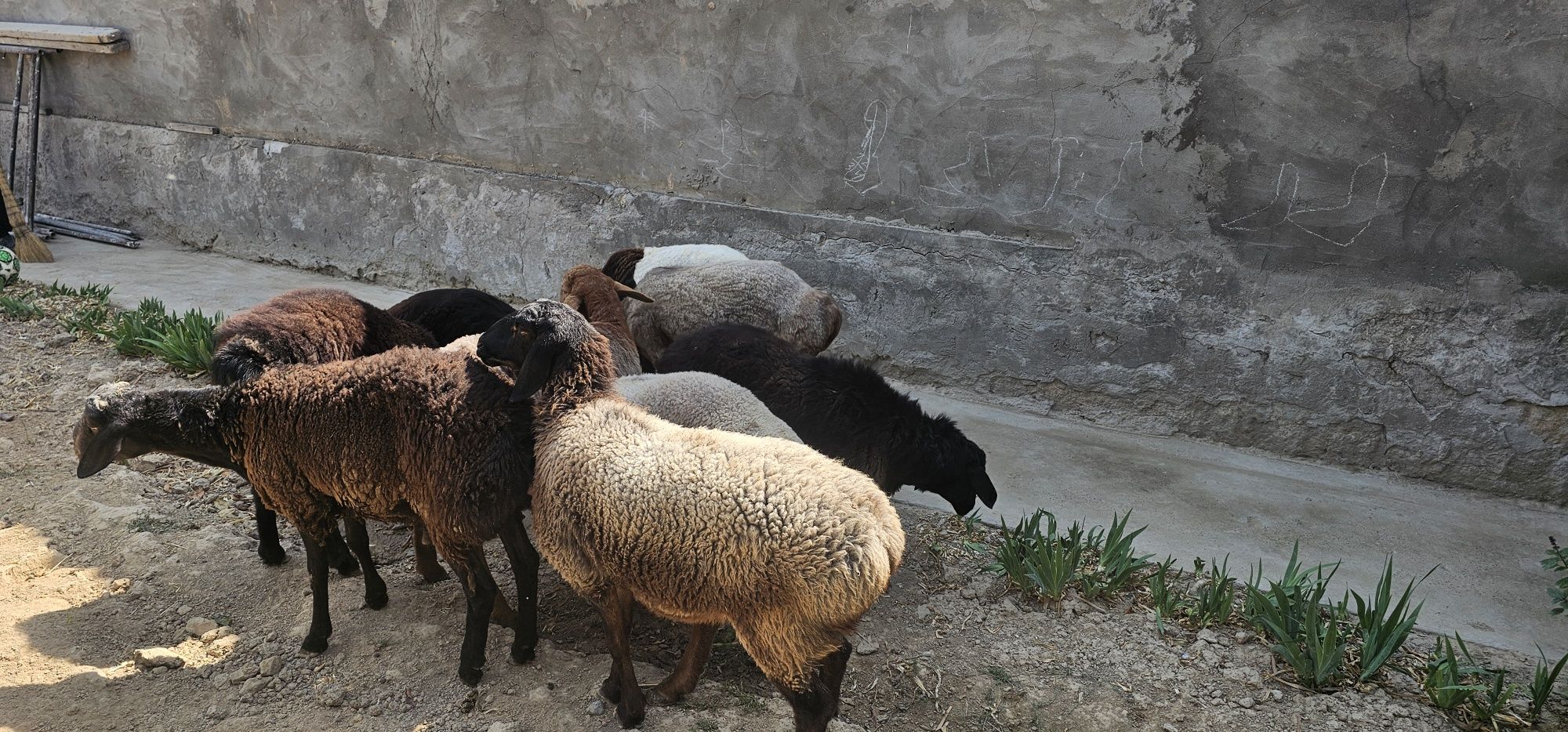 Qoylar sotiladi 8 dona 4 erke 4 ta urgochi