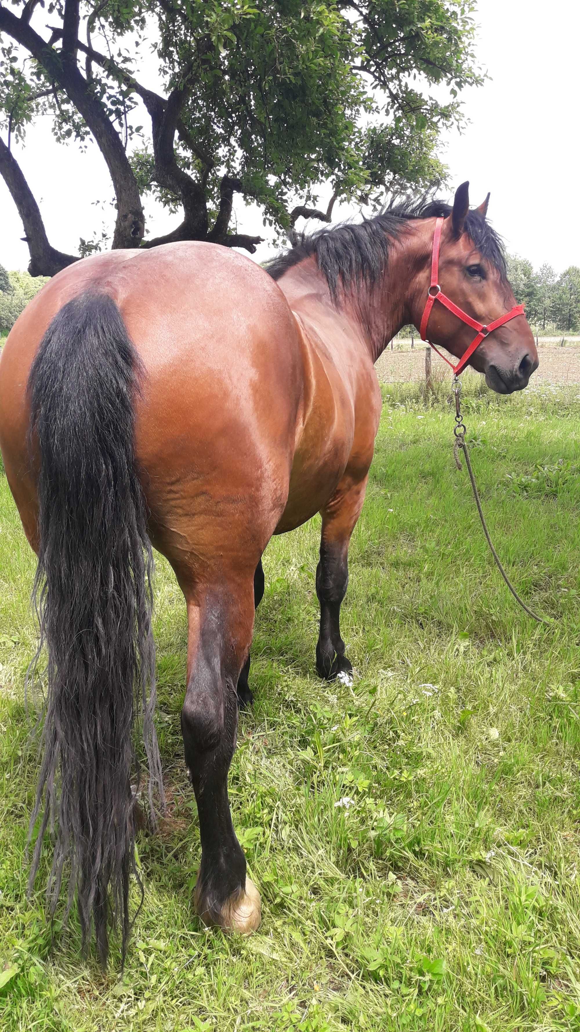 Vând iapă semi-grea