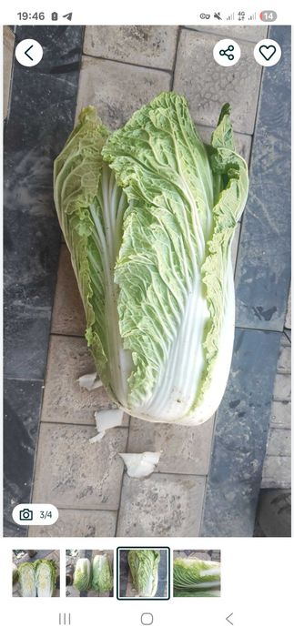 Chimchi sotiladi daladan