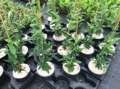 Lonicera japonica -caprifoi-gard viu   oferta 100 bucati