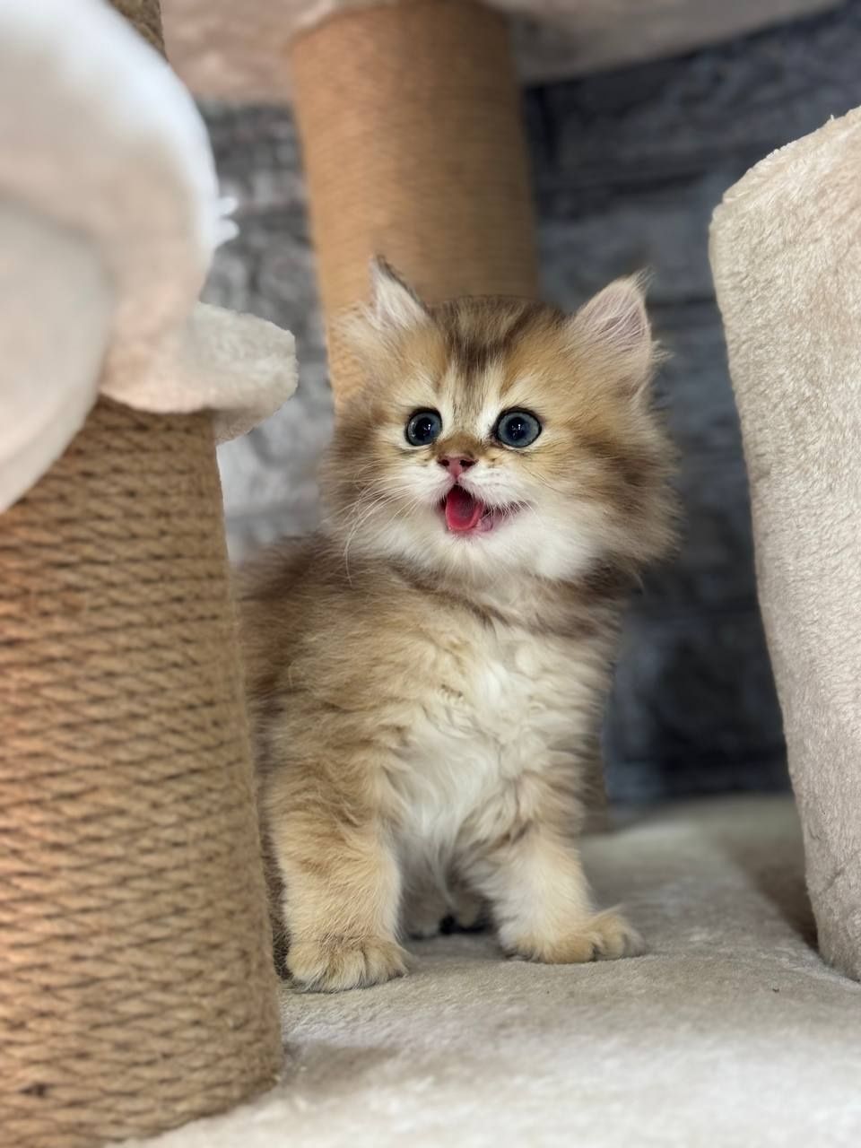 Котенок, мушукча