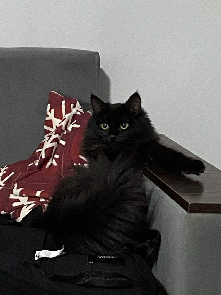 Котенок пушистый