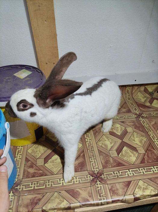 Fluture german pestriț havana