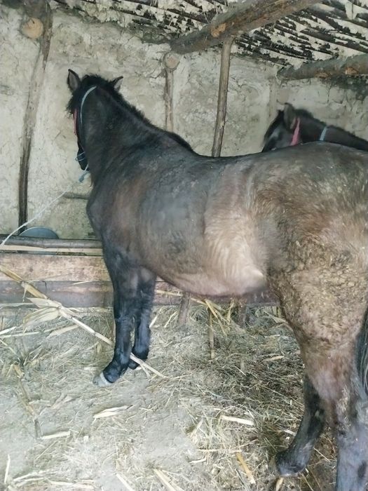 Mânză de vanzare