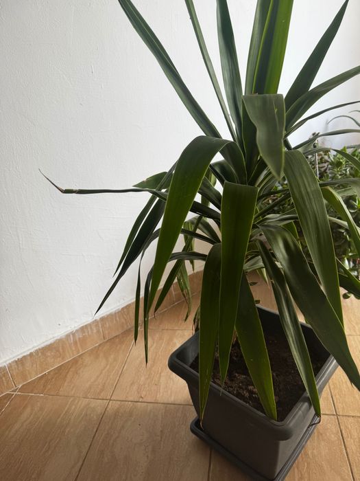 YUKA - planta decorativa