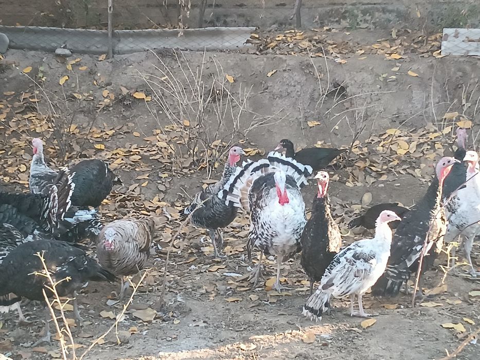 Индюки домашние шесть месяц