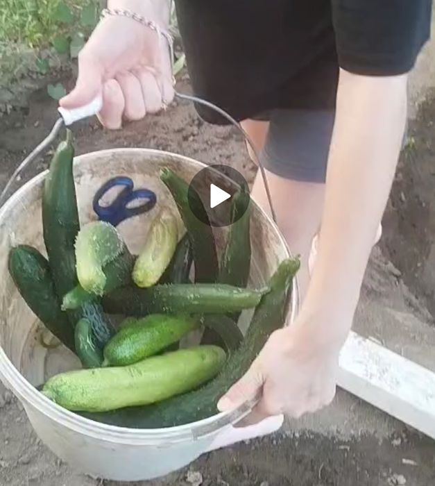 Огурцы с огорода за1 350тг. Вишня с огорода , самовывоз ниже Калкамана