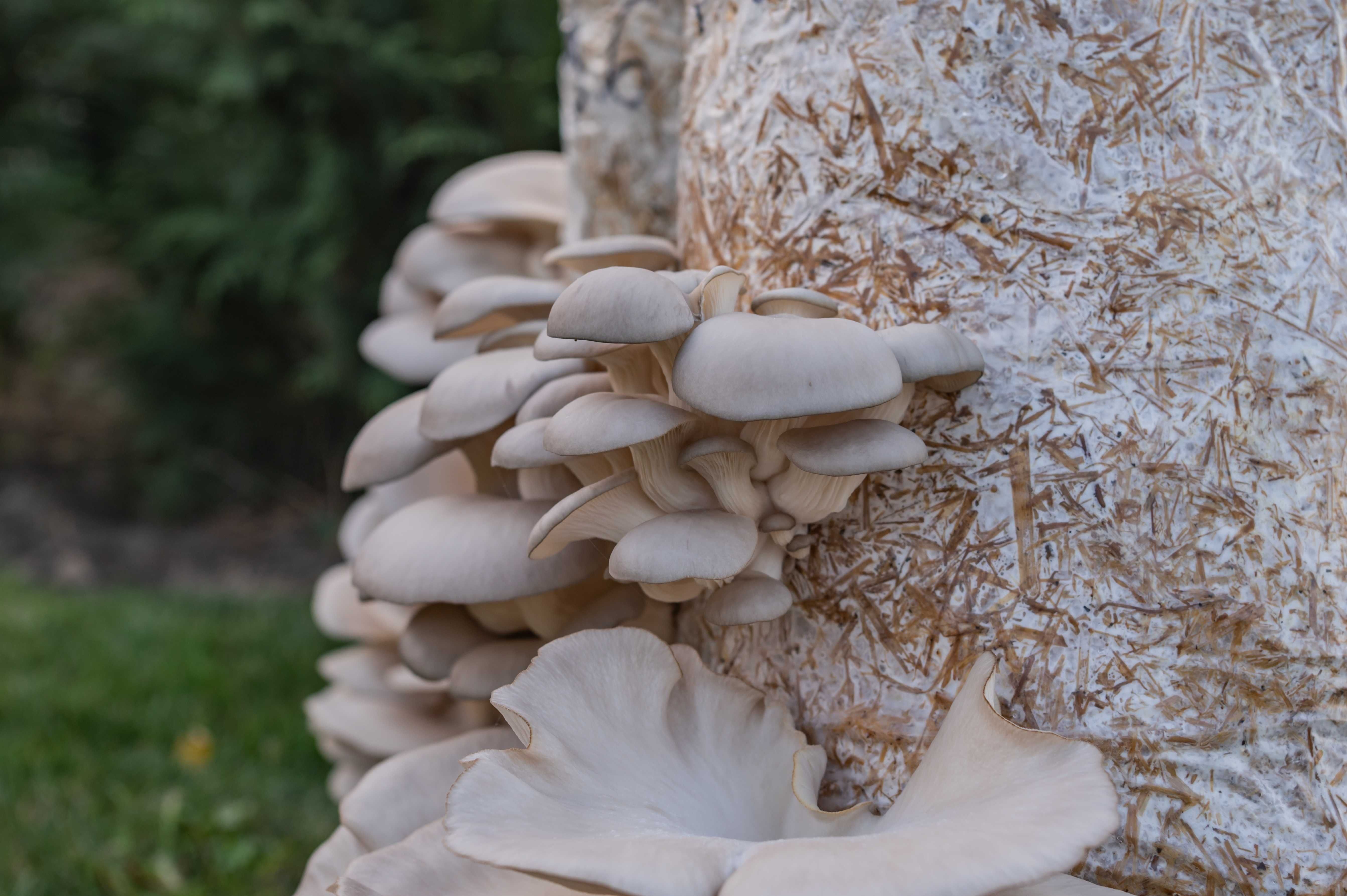 Saci de Ciuperci Pleurotus - GreenFarm.ro