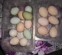 Vând oua Australorp, Motata Olandeza și verzi